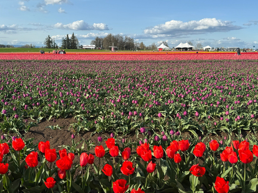 Wooden Shoe Tulip Farm景点图片