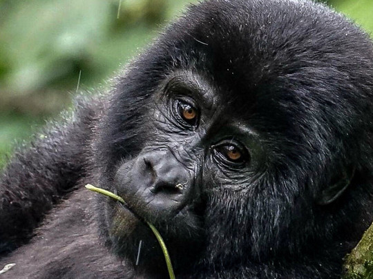 Bashem Safaris Tours and Travel-渥太华必去景点