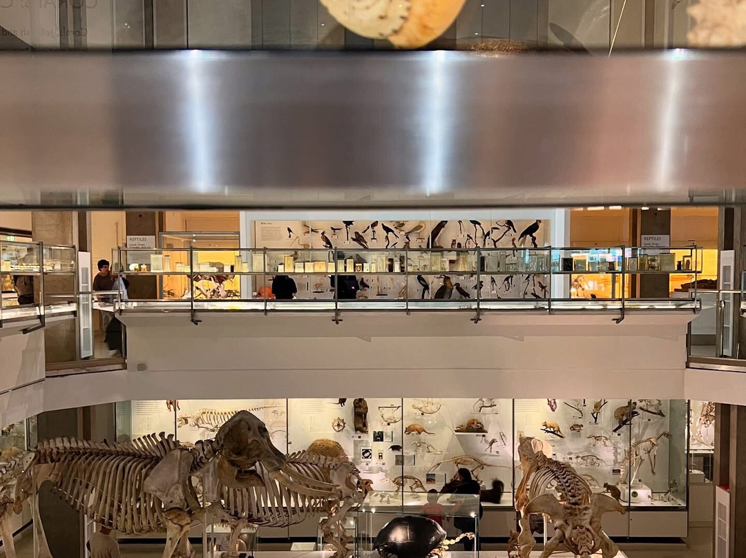 University Museum of Zoology景点图片