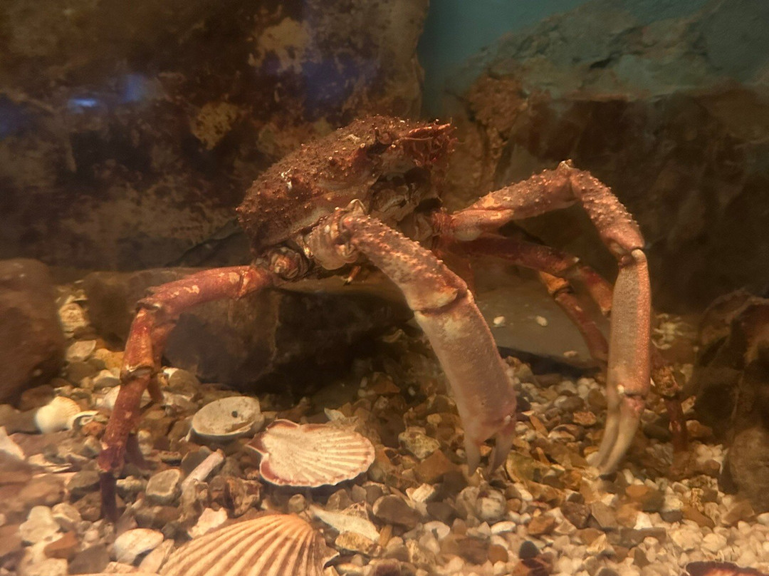 Fowey Aquarium-福伊必去景点