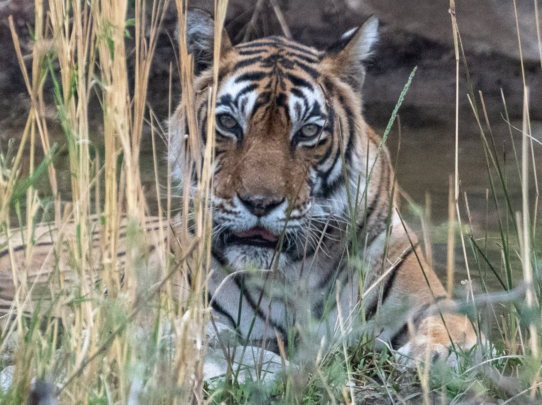 Ranthambhore Tiger Reserve景点图片
