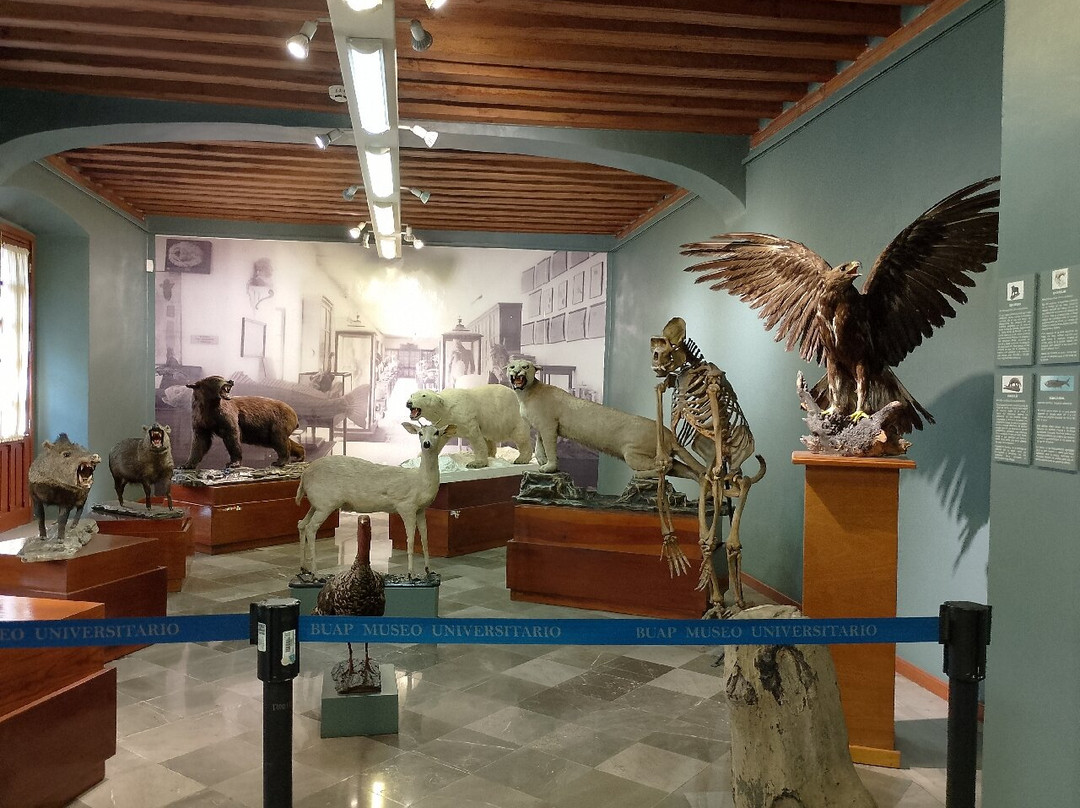 Museo Universitario Casa de Los Muñecos-普埃布拉必去景点