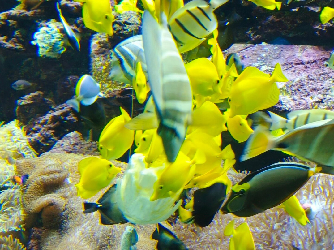 失落的空间水族馆景点图片