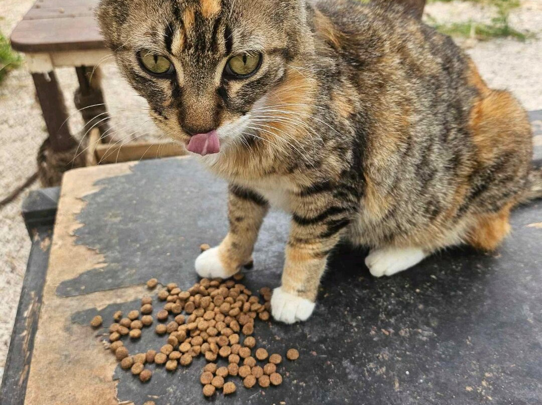 Kallithea Cats-Kallithea必去景点