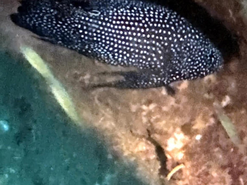 Sea Gypsy Divers-奥南必去景点