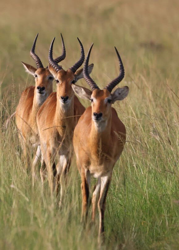 Safari Support Services Limited-卡巴莱必去景点