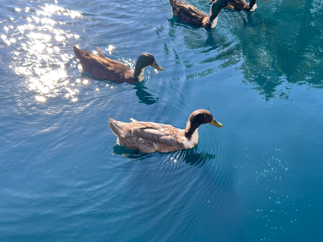 Gibson Park-大瀑布市必去景点