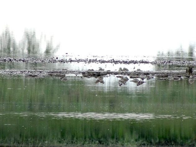 Vogelreservaat Polder IJdoorn景点图片