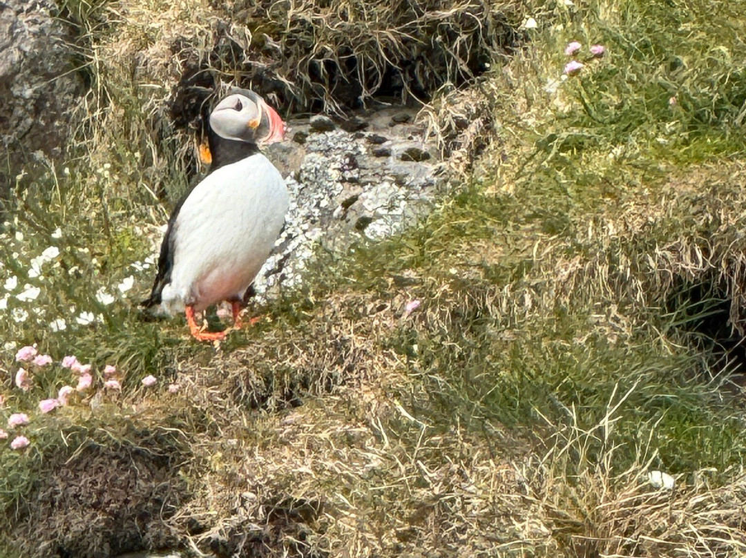 Ocean Adventures-Stykkisholmur必去景点