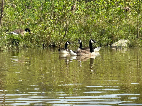 Fletcher's Boathouse-华盛顿特区必去景点