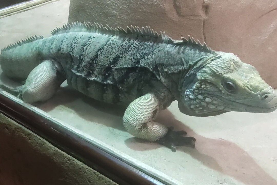 Alligator Bay景点图片