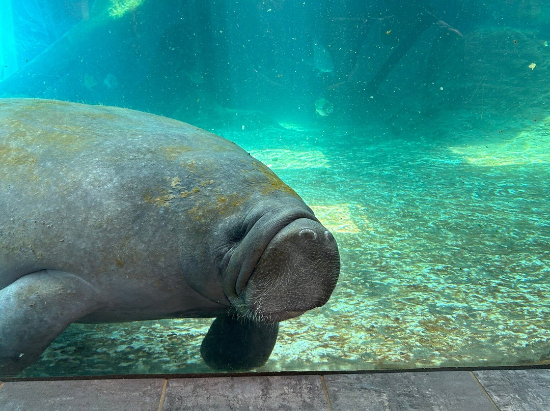 Mote Marine Laboratory & Aquarium-萨拉索塔必去景点