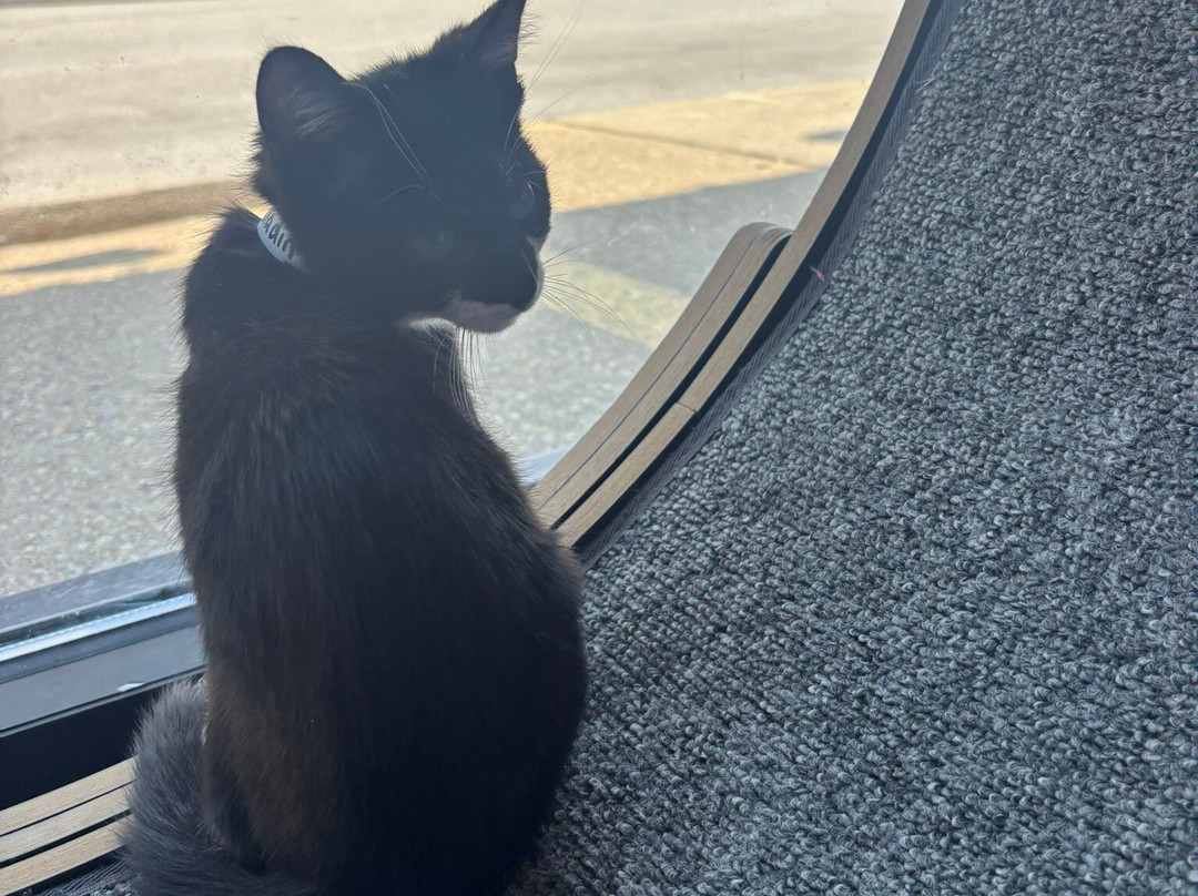 Purrfect Day Cafe Covington-卡温顿必去景点