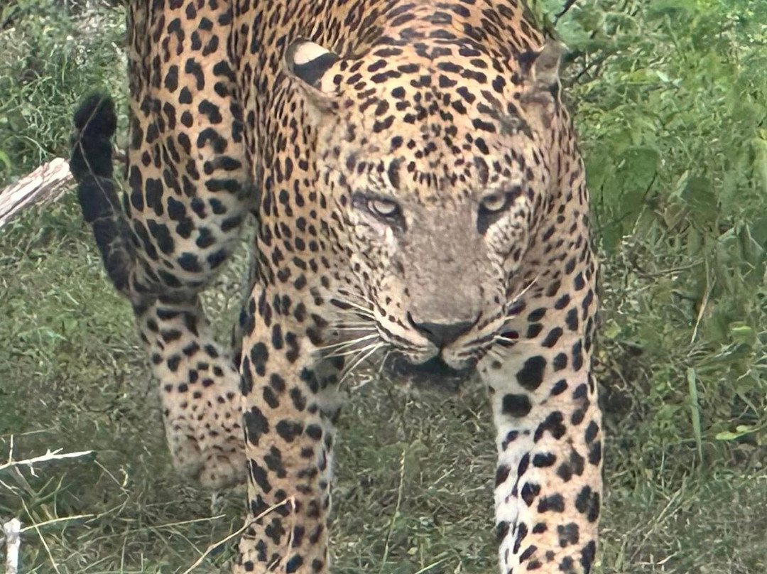 Ceylon Culture And Nature-Dehiwala必去景点