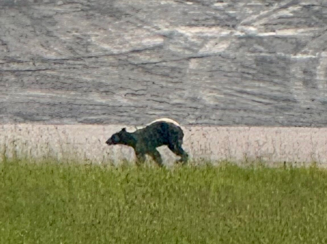 Cobblestone Hotel & Suites - International Falls主图