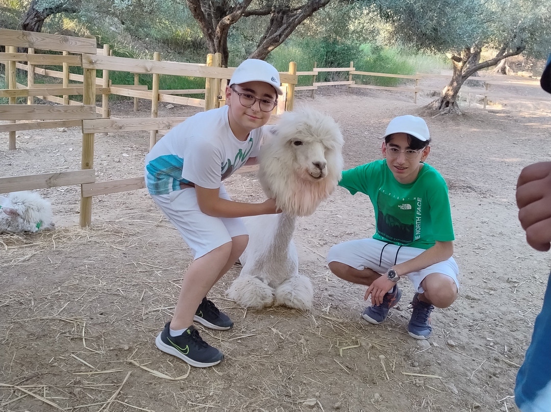 Basilicata Alpaca-Acerenza必去景点
