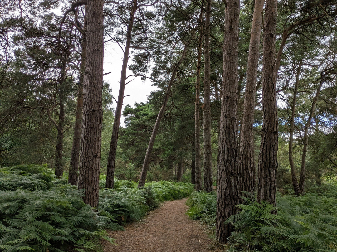 RSPB Arne-Arne必去景点