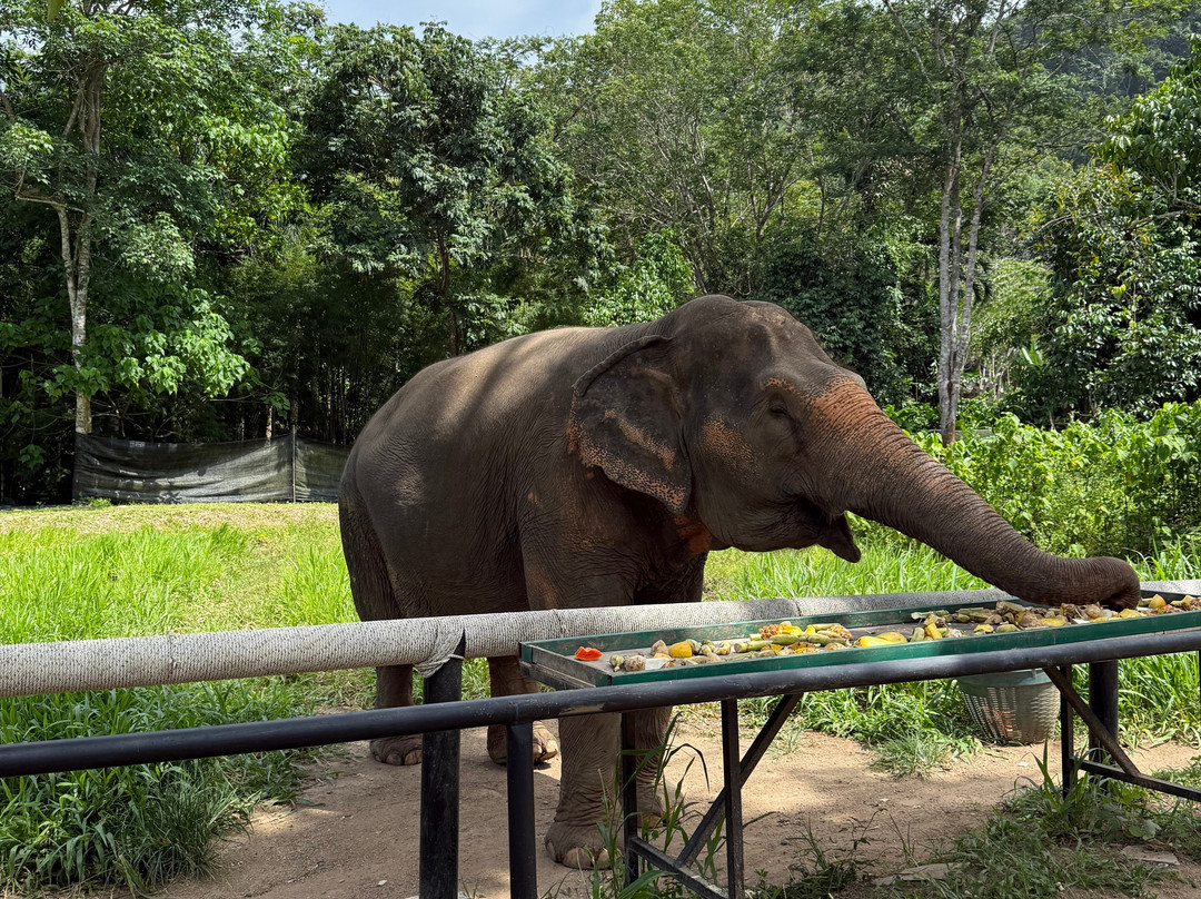 Phuket Elephant Nature Reserve-他朗必去景点
