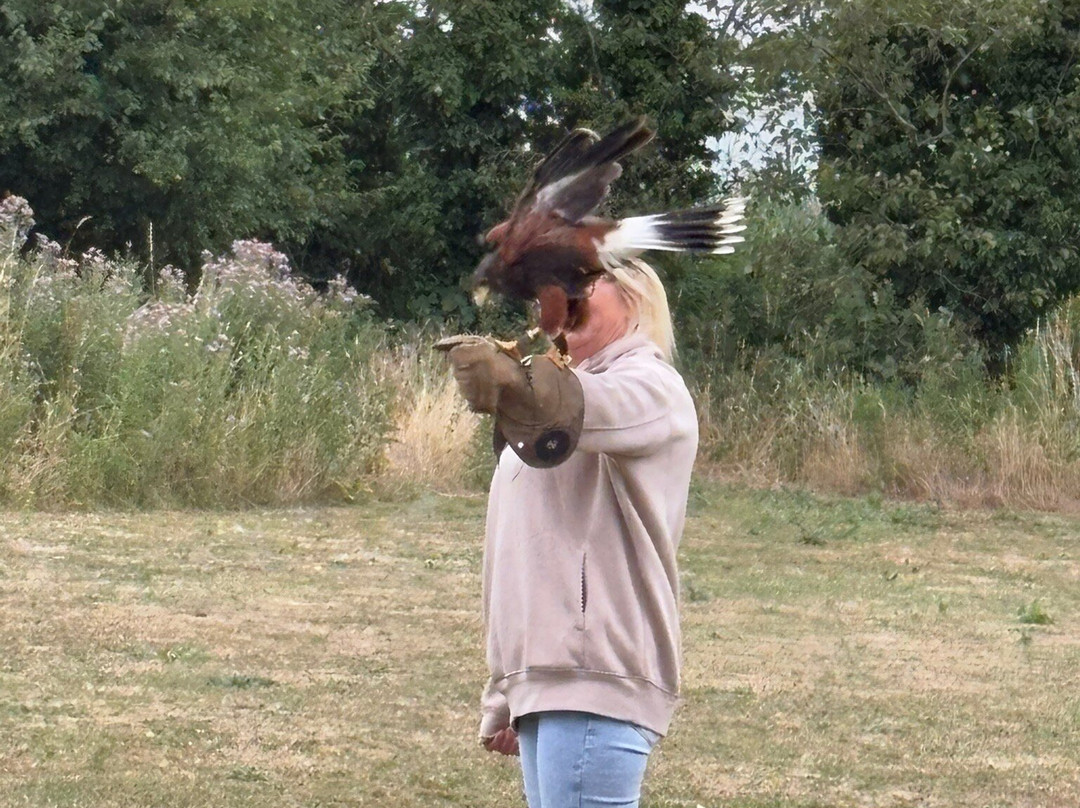 Fens Falconry-Wisbech必去景点