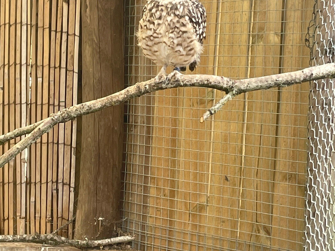 Small Breeds Farm Park-Kington必去景点