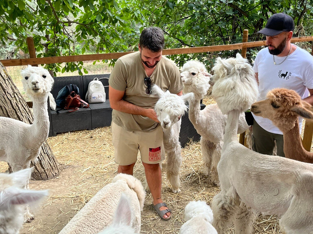 Basilicata Alpaca-Acerenza必去景点