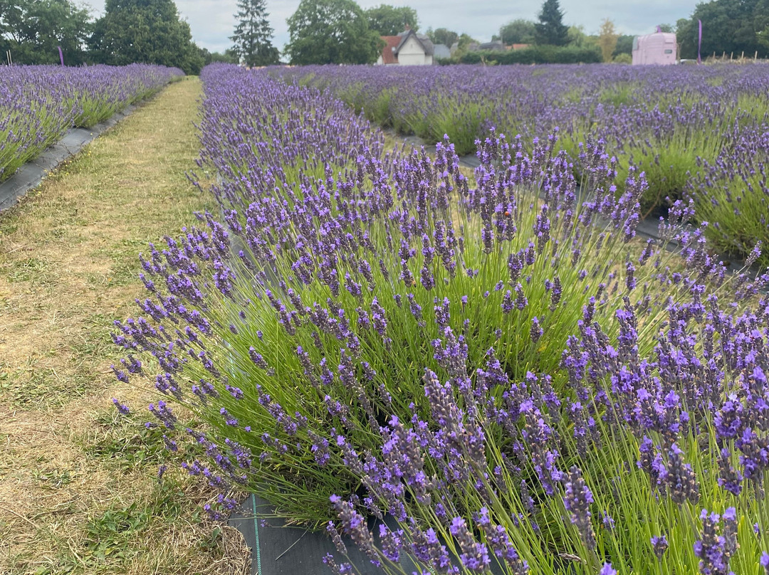 Finchingfield Lavender-Finchingfield必去景点