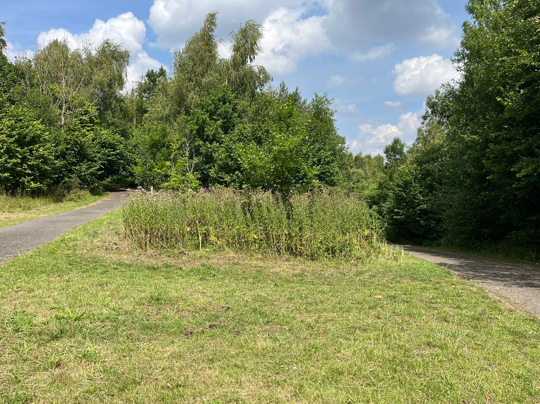 Derwenthaugh Country Park-盖茨黑德必去景点