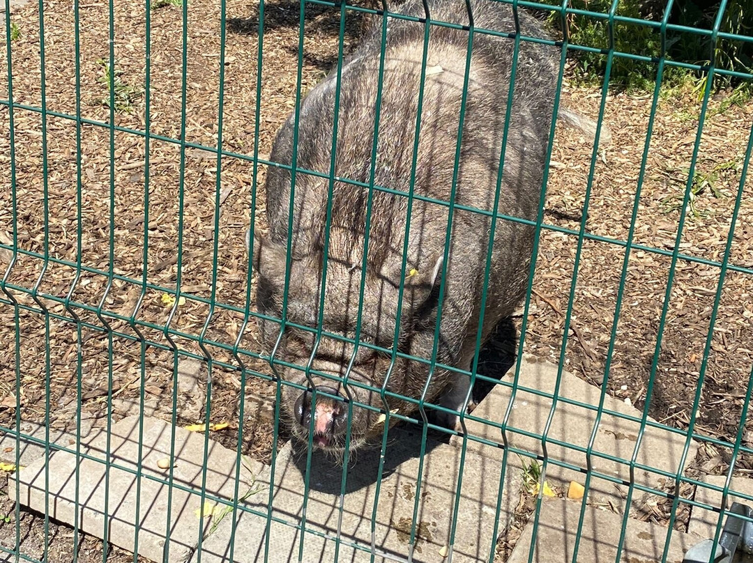 Carrickfergus Urban Farm-卡里克弗格斯必去景点