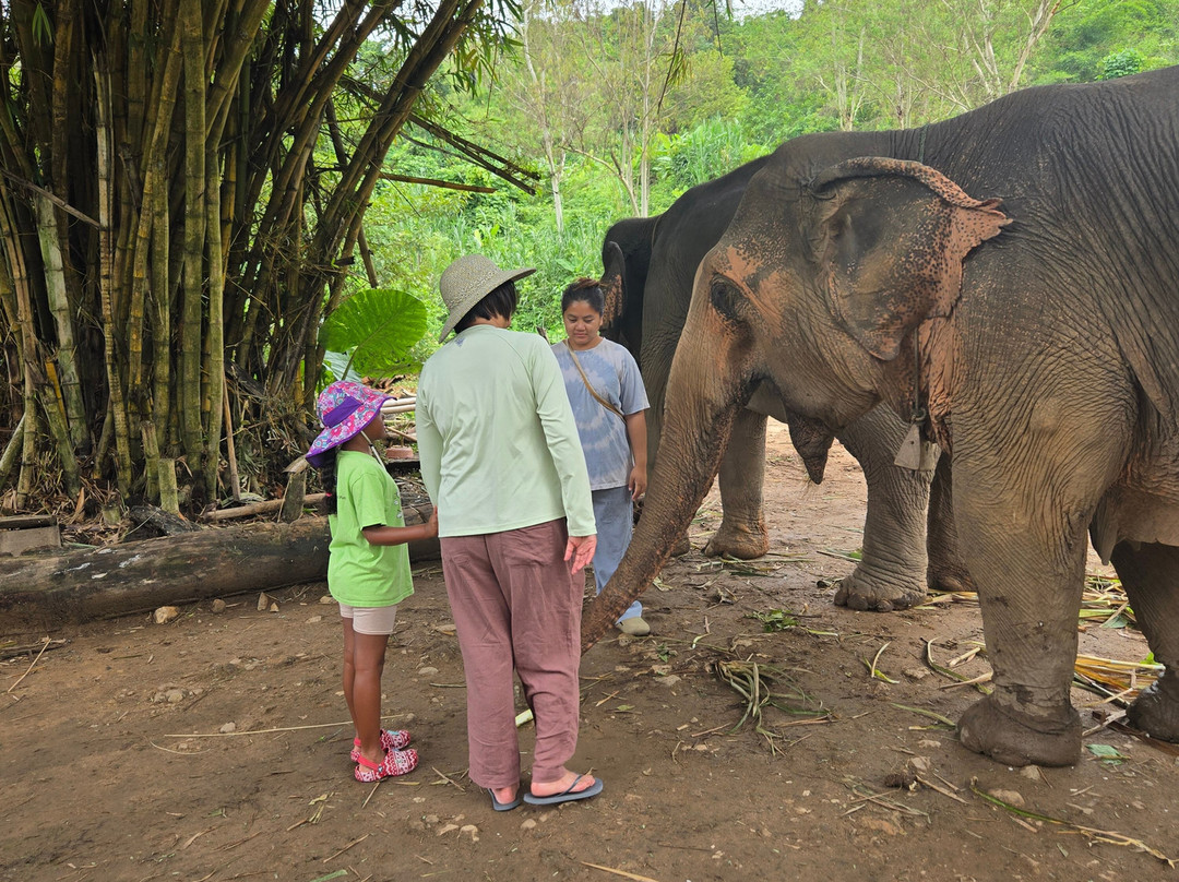 Elephant Peace Project-清莱必去景点