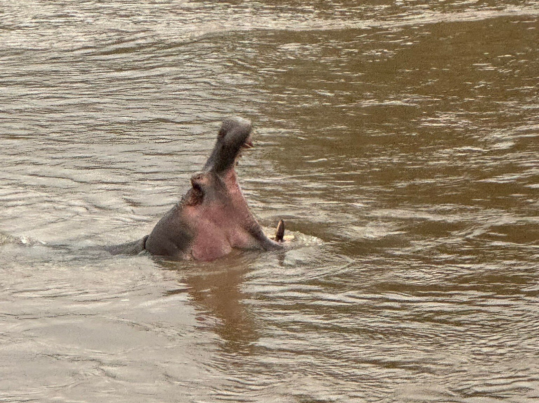 Safaris By Max-内罗毕必去景点