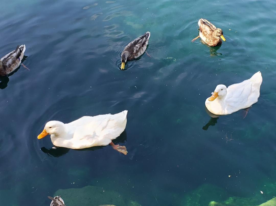 Castle Farms-夏洛瓦必去景点