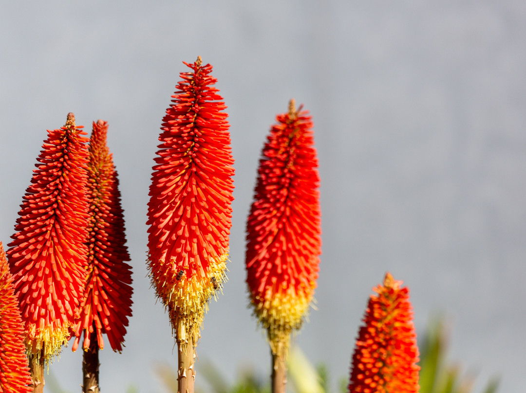 Eco Parque Cachoeira Papuã-Urubici必去景点