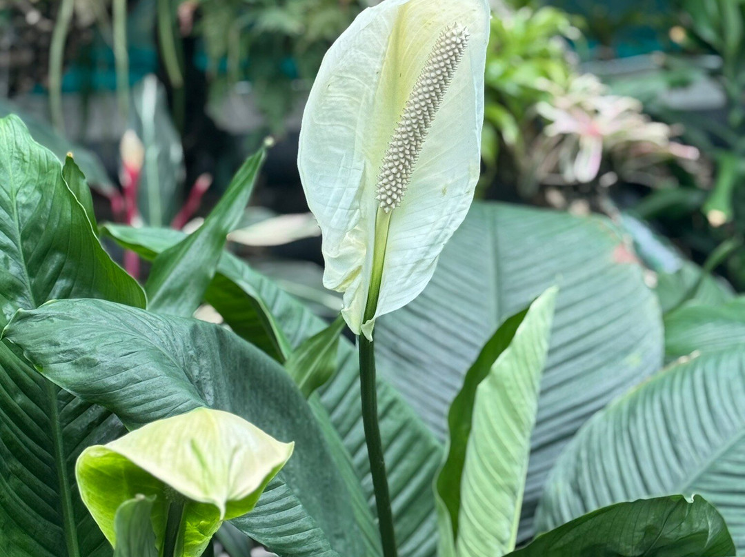 Duthie Park Winter Gardens-阿伯丁必去景点