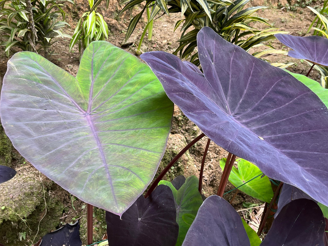 On Tour (M) Sdn Bhd-马六甲必去景点