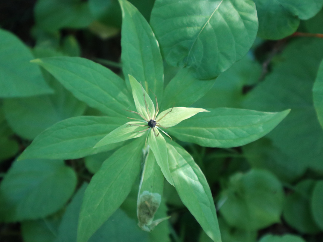 Himenuma-利尻富士町必去景点