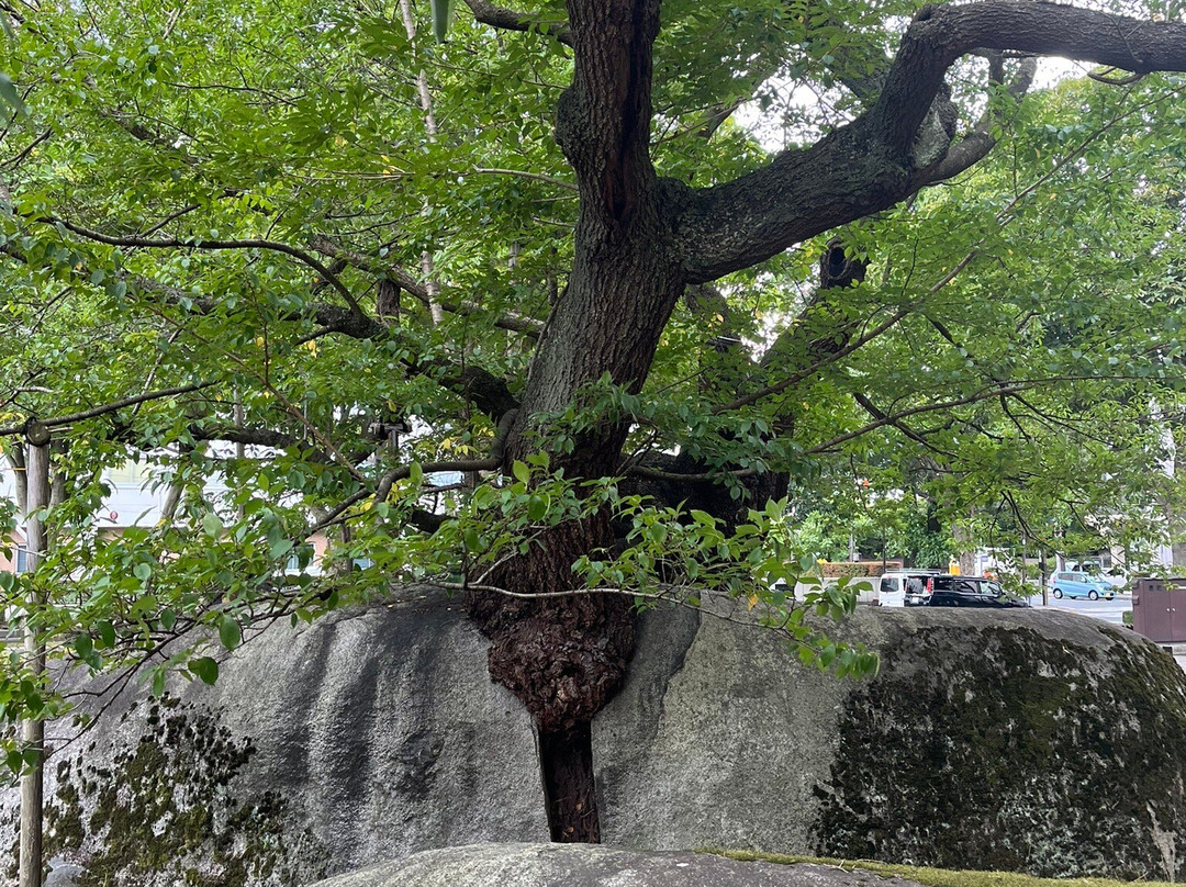 Rock-breaking Cherry Tree-盛冈市必去景点