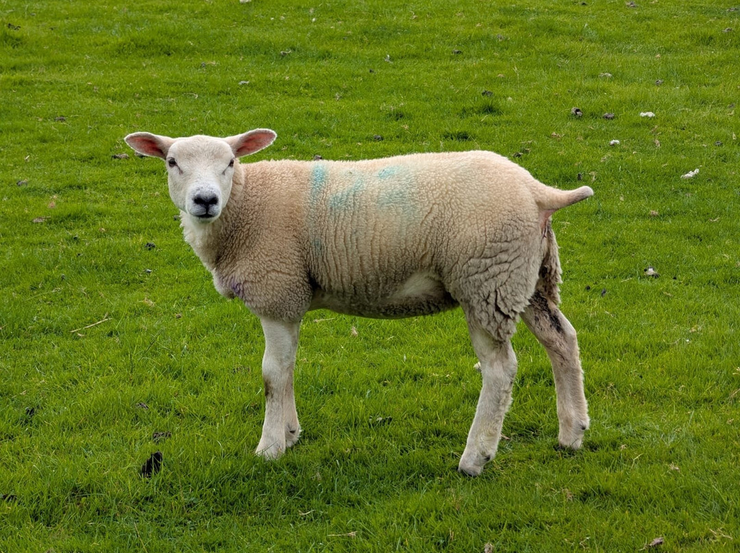 Mirehouse & Gardens-凯瑟克必去景点