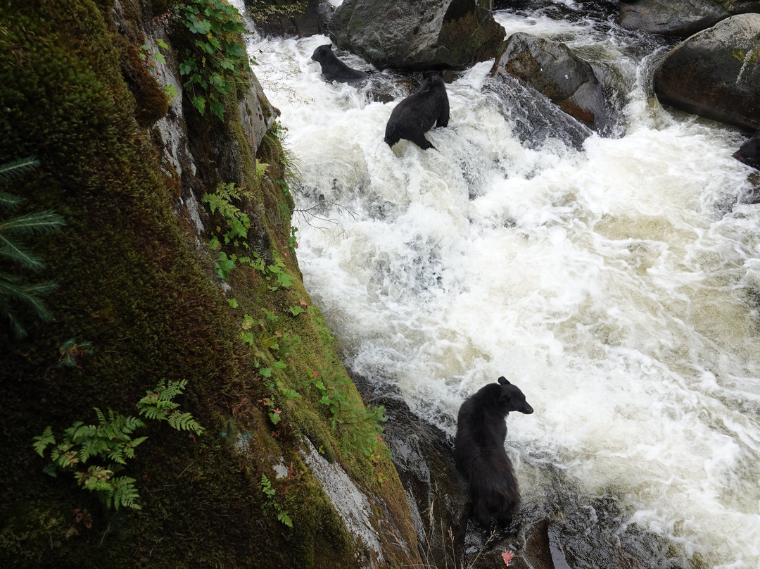 Anan Creek Bear Observatory-Wrangell必去景点