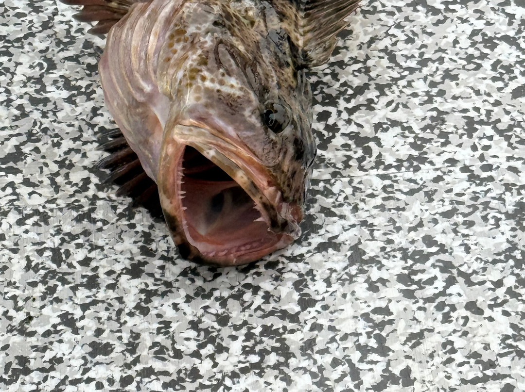 GO FISH Charters Ketchikan-凯奇坎必去景点