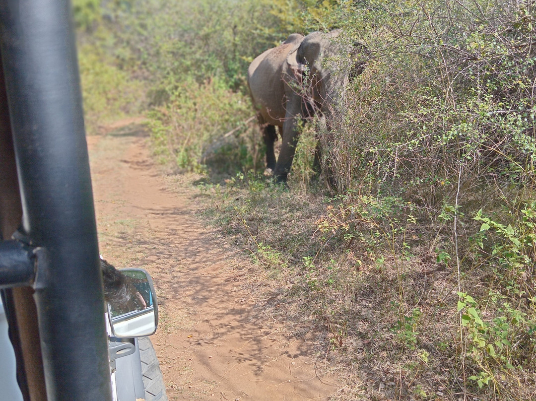 Wild Vibes Safari Tours Udawalawe-乌达瓦拉瓦必去景点