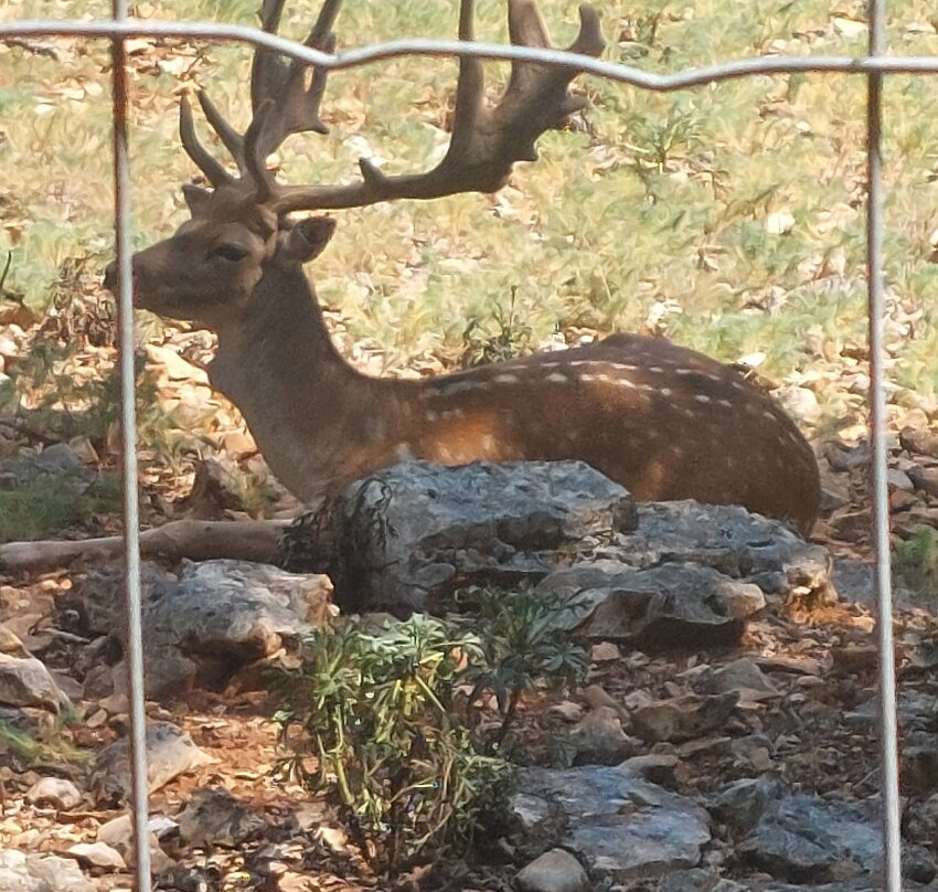 Parc Animalier de Gramat-Gramat必去景点