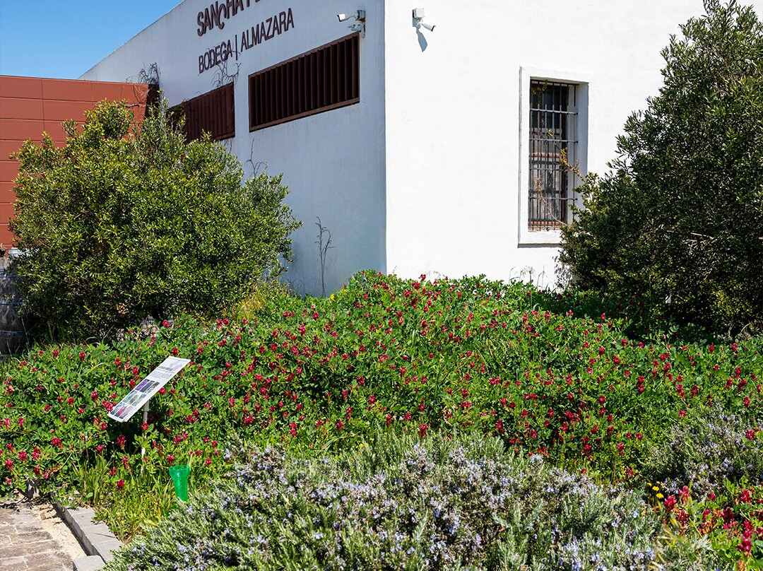 Sancha Pérez Bodega Almazara-Conil de la Frontera必去景点