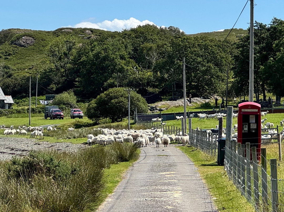 Mull Magic Wildlife - Day Tours-Tobermory必去景点