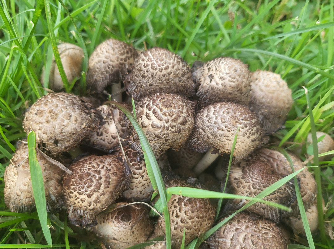 Loring Park-明尼阿波利斯必去景点