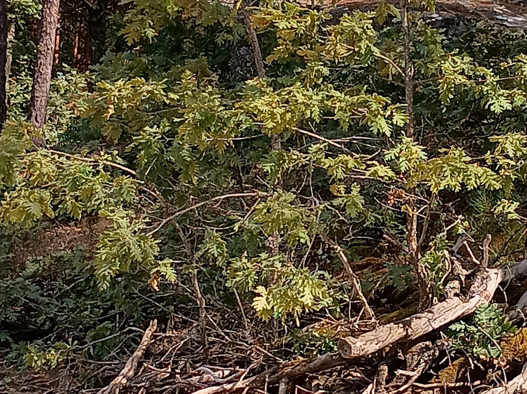 Playa Pita-索里亚省必去景点