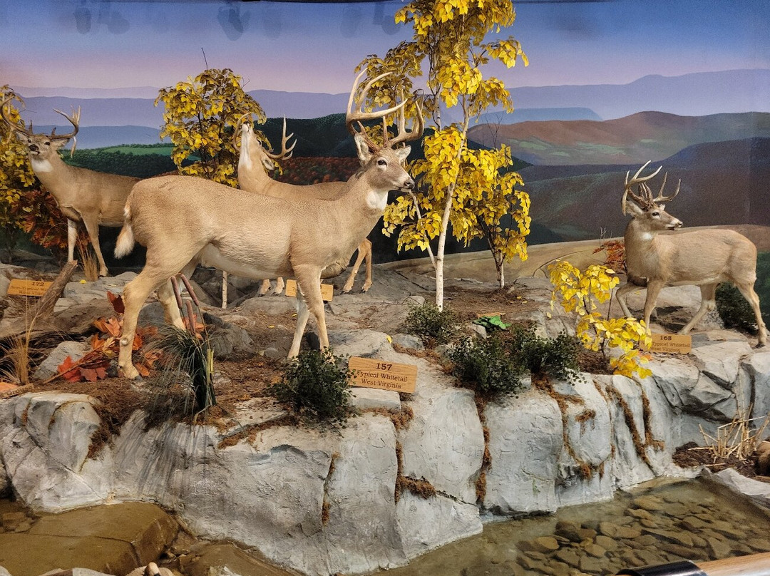 Cabela's-Triadelphia必去景点