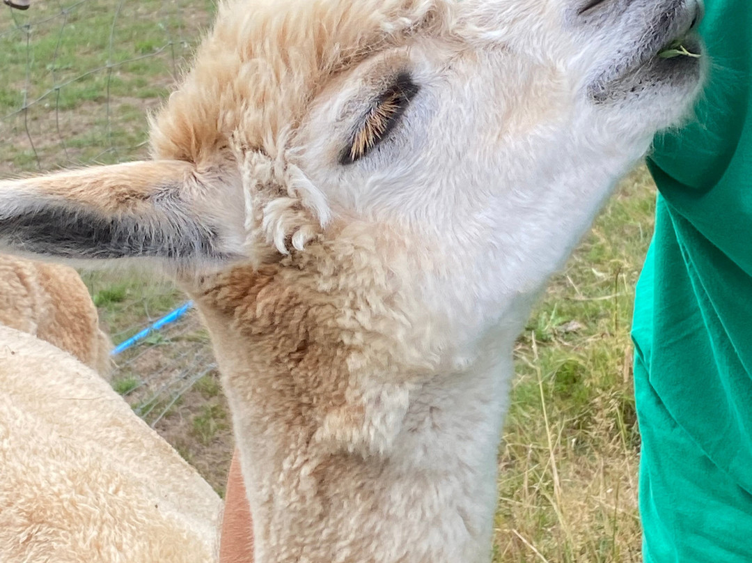 London Alpacas-Epping必去景点