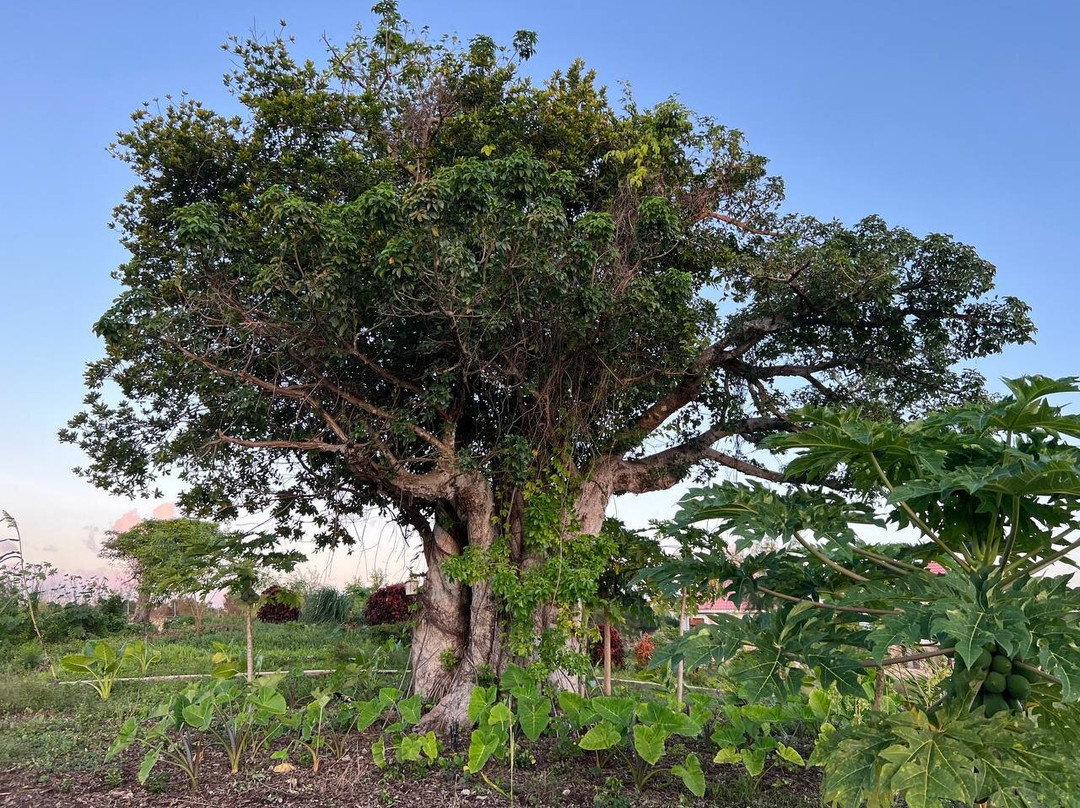Paje Cave-帕杰必去景点
