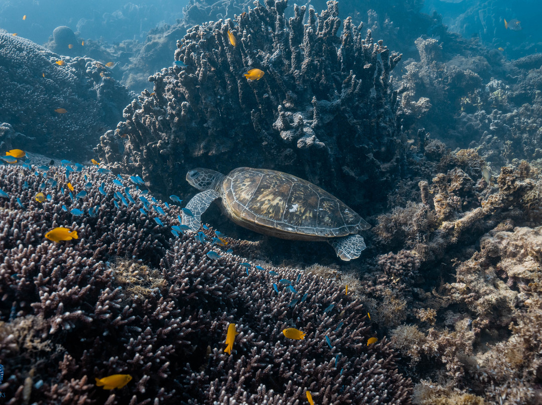 Coastal Adventure Tours (wa)-珊瑚湾必去景点