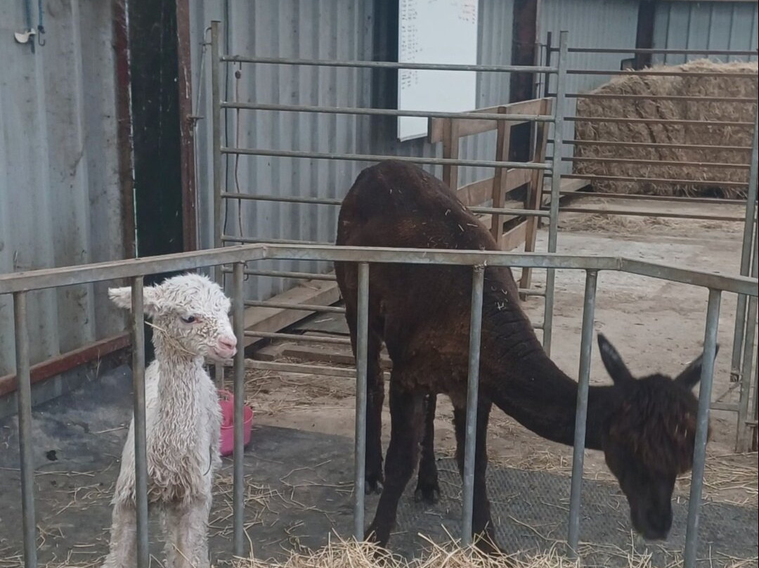 Millburn Alpacas-New Cumnock必去景点